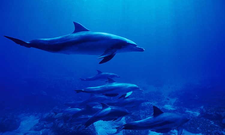 World Natural Heritage Ogasawara Islands_dolphin