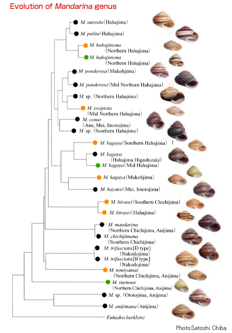 Evolution of Mandarina genus