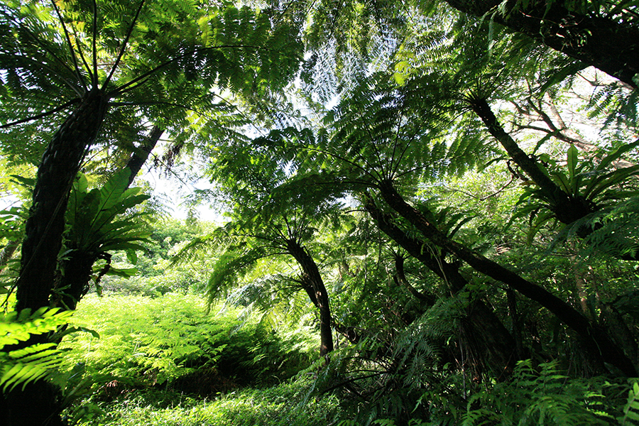 The Sekimon Forest