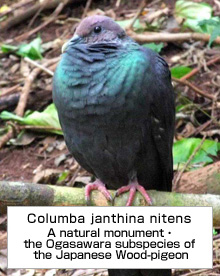 picture of Columba janthina nitens